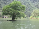 Tree island