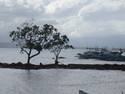 Trees in harbor puerto princesa