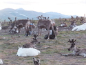 Tsaatan milking a reindeer