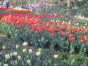 Tulips at beijing botanical garden