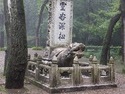 Turtle carrying things