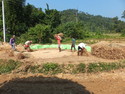 Villages manually separating the rice