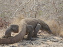 Walking komodo dragon