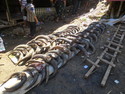 Water buffalo horns for tana toraja funeral ceremony