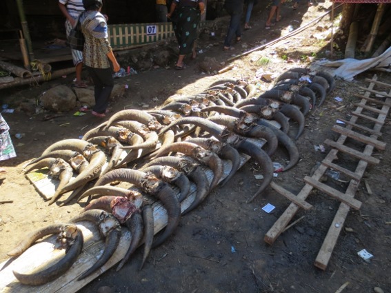 Two lines of water buffalo skulls at a Tana Toraja funeral ceremony
