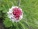 White and pink flower at aershan
