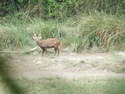 Wild deer