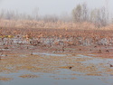 Winter on dal lake