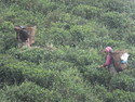 Women harvesting tea