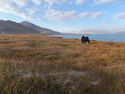 Yak at karakul