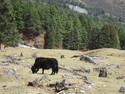Yak on haba mountain