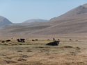 Yaks in field by bulunkul