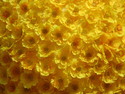 Yellow flower ball